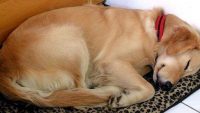 Köpek Her Gün Tanımadığı Kadının Evine Gidip Uyuyordu – Kadın Köpeğin Boynundaki Notu Görünce Çok Şaşırdı
