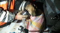 Beykoz’da kuyuya düşen yavru köpek 10 gün sonra kurtarıldı