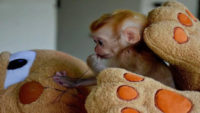 Annesi Öldürülünce Teselliyi Oyuncak Ayıda Bulan Yavru Maymun